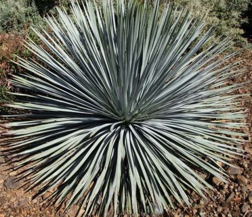 Hesperoyucca whipplei Our-LordÂ´s Candle â€“ Chaparral - Quixote Yucca seeds