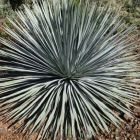 Hesperoyucca whipplei Chaparral Yucca Samen