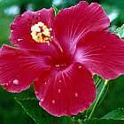 Hibiscus cannabinus