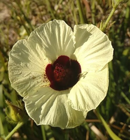 Hibiscus diversifolius swamp hibiscus – yellow hibiscus seeds