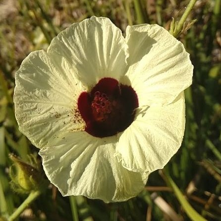 Hibiscus diversifolius  semi