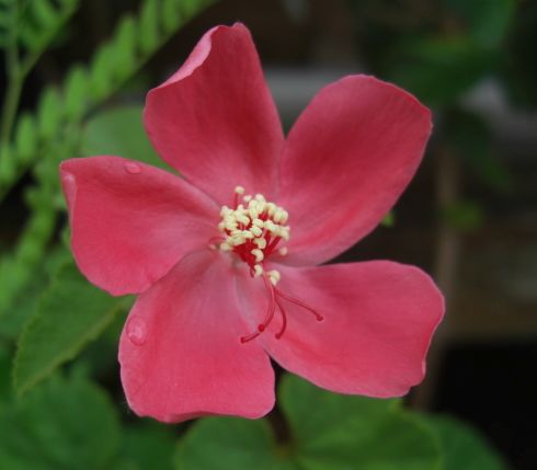 Hibiscus ferrugineus syn: Hibiscus crassinervius seeds