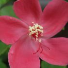 Hibiscus ferrugineus