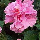 Hibiscus mutabilis ﻿Гибискус изменчивый cемян