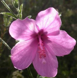 Hibiscus pedunculatus pink mallow - forest pink hibiscus seeds