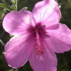 Hibiscus pedunculatus syn: Pavonia candida graines