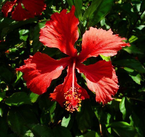 Hibiscus sabdariffa roselle seeds