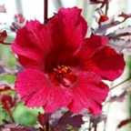 Hibiscus sabdariffa roselle graines