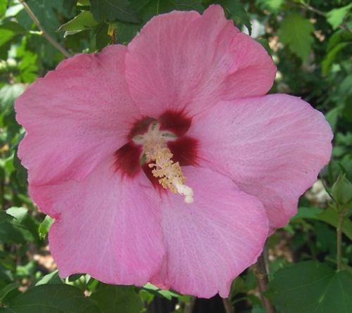 Hibiscus syriacus Rose of Sharon seeds