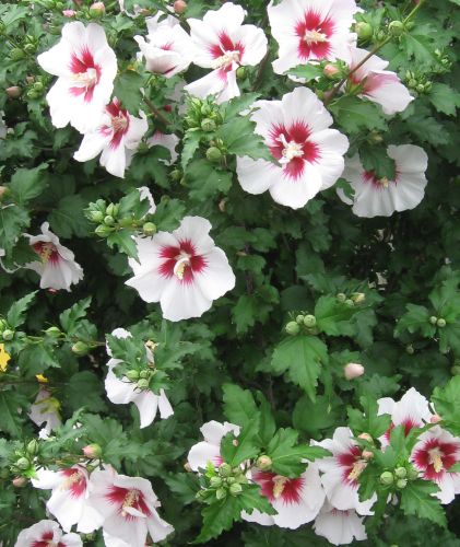 Hibiscus syriacus China Chiffon Rose of Sharon seeds