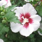 Hibiscus syriacus China Chiffon  semi