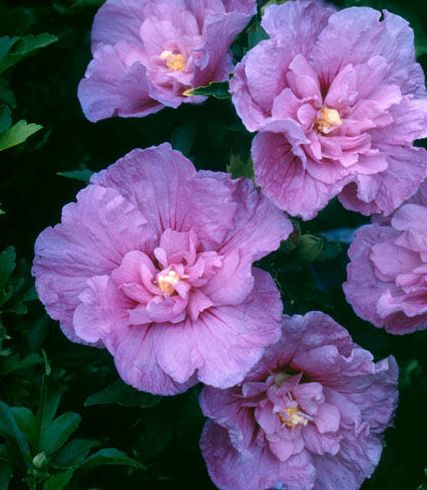 Hibiscus syriacus Lavender Chiffon Rose of Sharon seeds