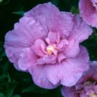 Hibiscus syriacus Lavender Chiffon  semillas