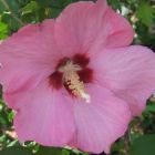 Hibiscus syriacus Hibiscus graines