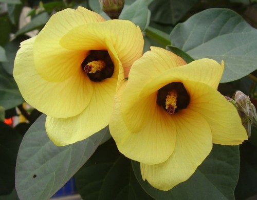 Hibiscus tiliaceus - Cotton-tree - Cottonwood seeds