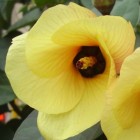 Hibiscus tiliaceus Hibiskus Samen