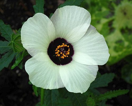 Hibiscus trionum Flower-of-an-Hour - bladder hibiscus seeds
