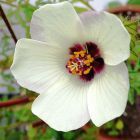 Hibiscus trionum Flower-of-an-Hour semillas