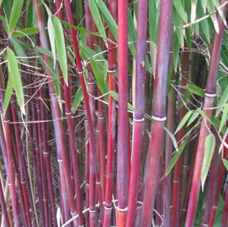 Himalayacalamus falconeri candy cane bamboo seeds