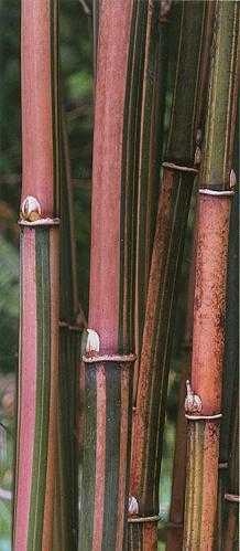 Himalayacalamus falconeri candy cane sementes de bambu