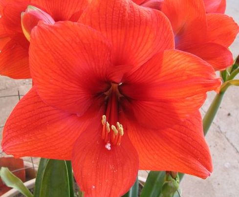 Hippeastrum Red Lion Lilly - Amaryllis red seeds