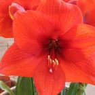 Hippeastrum Red Lion