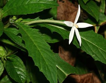 Hippobroma longiflora Madam Fate - Star of Bethlehem seeds