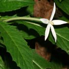 Hippobroma longiflora  semillas