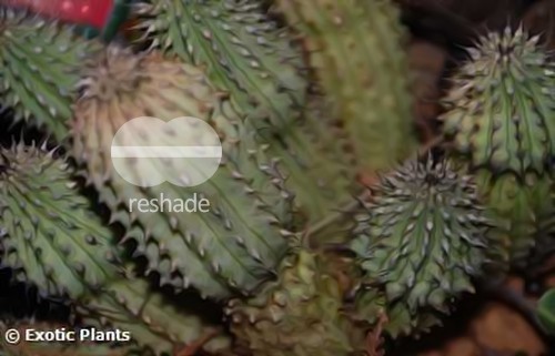 Hoodia gordonii Stapeliads - Asclepiads seeds