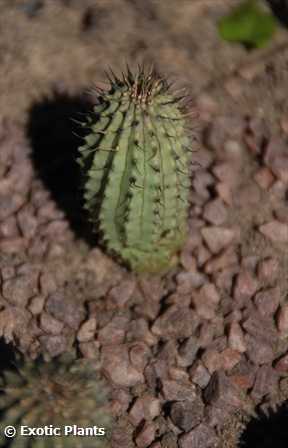 Hoodia gordonii Stapeliads - Asclepiads seeds