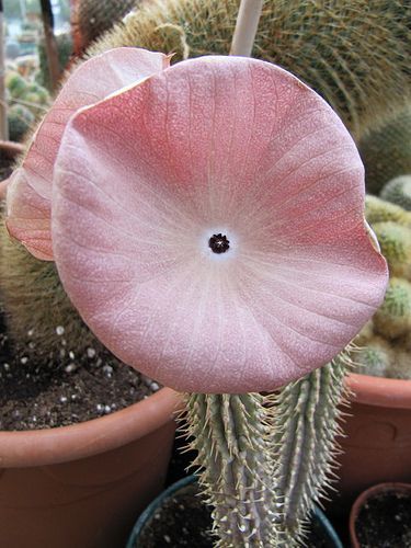 Hoodia juttae Asclepiads seeds