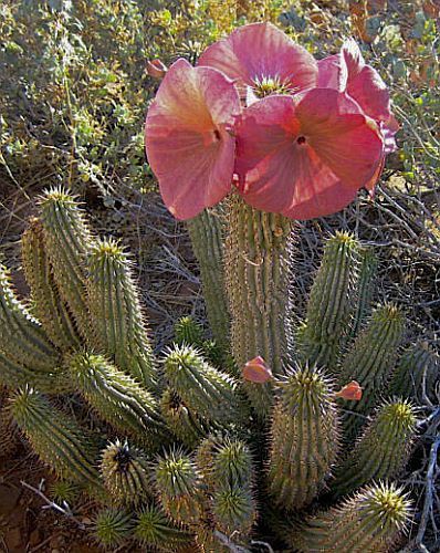 Hoodia macrantha Asclepiads seeds