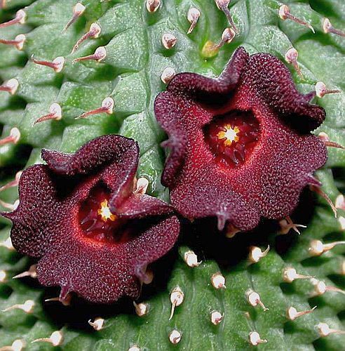 Hoodia pilifera Stapeliads - Asclepiads seeds