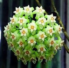 Hoya carnosa Army Green Hindu rope - Wax plant seeds