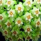 Hoya carnosa Army Green Porzellanblume - Wachsblume Samen