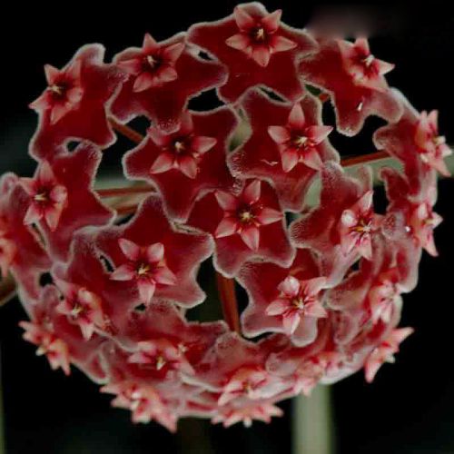 Hoya carnosa Burgundy Hindu rope - Wax plant seeds