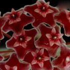 Hoya carnosa Burgundy Porzellanblume - Wachsblume Samen