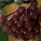 Hoya carnosa Chocolate Porzellanblume - Wachsblume Samen