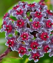 Hoya carnosa Multi Coloured Hindu rope - Wax plant seeds