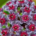 Hoya carnosa Multi Coloured Porzellanblume - Wachsblume Samen