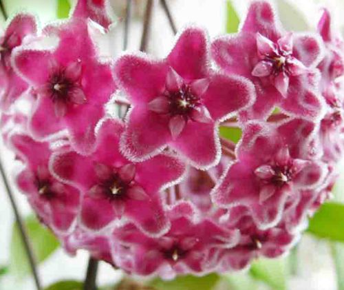 Hoya carnosa Pink Porcelainflower - wax plant seeds
