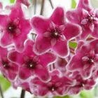 Hoya carnosa Pink Porzellanblume - Wachsblume Samen