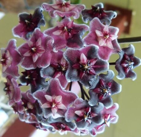 Hoya carnosa Purple Hindu rope - Wax plant seeds