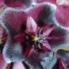 Hoya carnosa Purple Porzellanblume - Wachsblume Samen