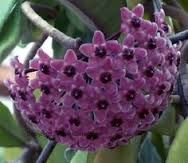 Hoya carnosa Sky Blue Hindu rope - Wax plant seeds