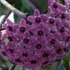 Hoya carnosa Sky Blue Porzellanblume - Wachsblume Samen