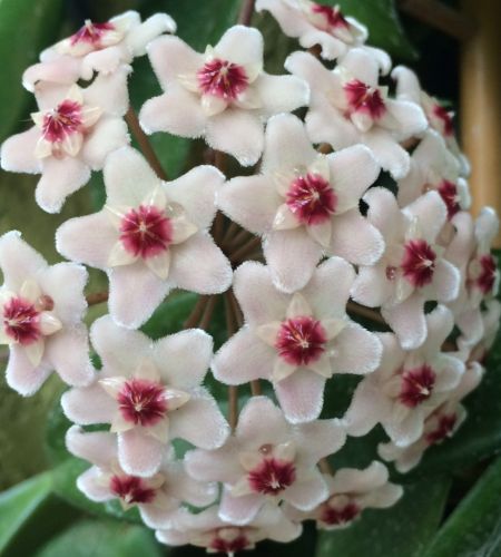 Hoya carnosa White Hindu rope - Wax plant seeds