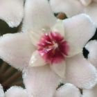 Hoya carnosa White  semi