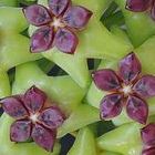 Hoya carnosa green-violet Porzellanblume - Wachsblume Samen