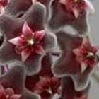 Hoya carnosa grey-purple